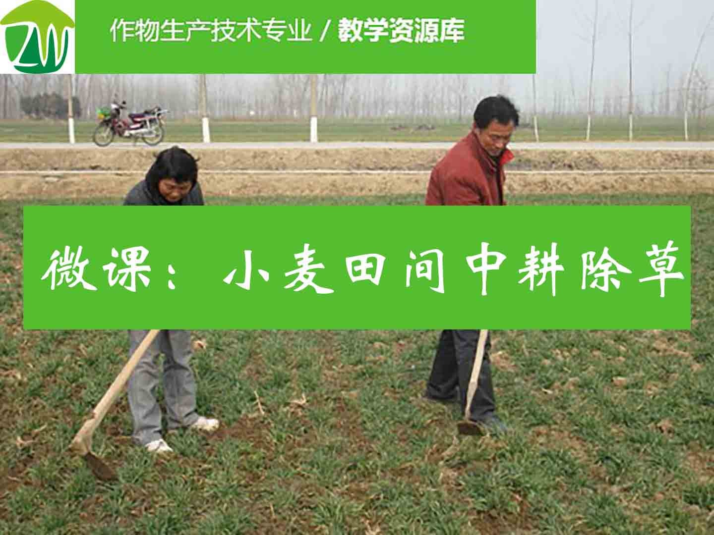 小麦田间中耕除草