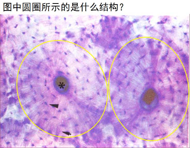 骨单位2.jpg