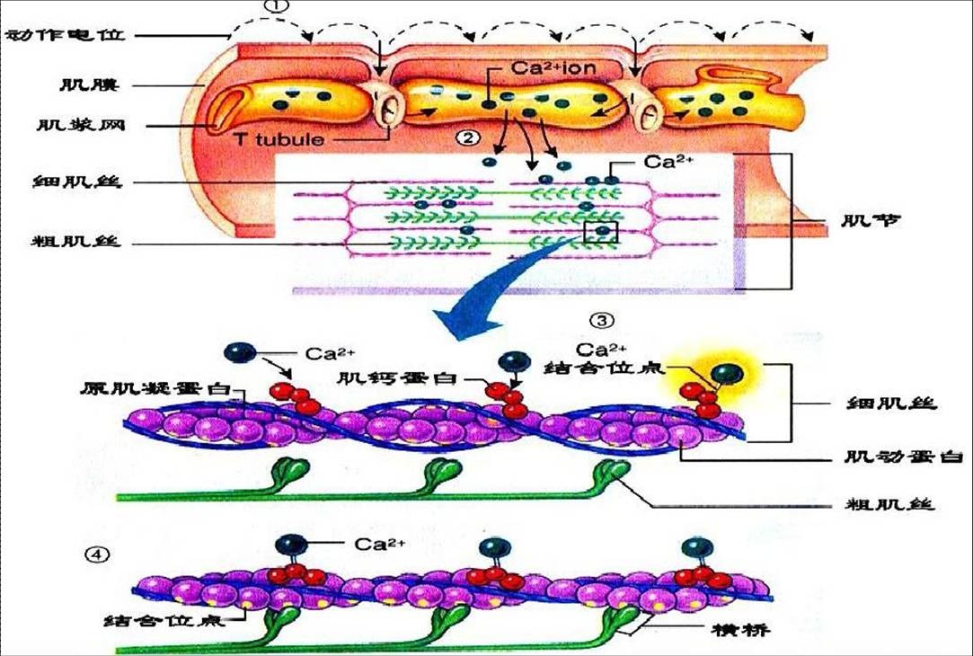 骨骼肌细胞的兴奋-收缩耦联