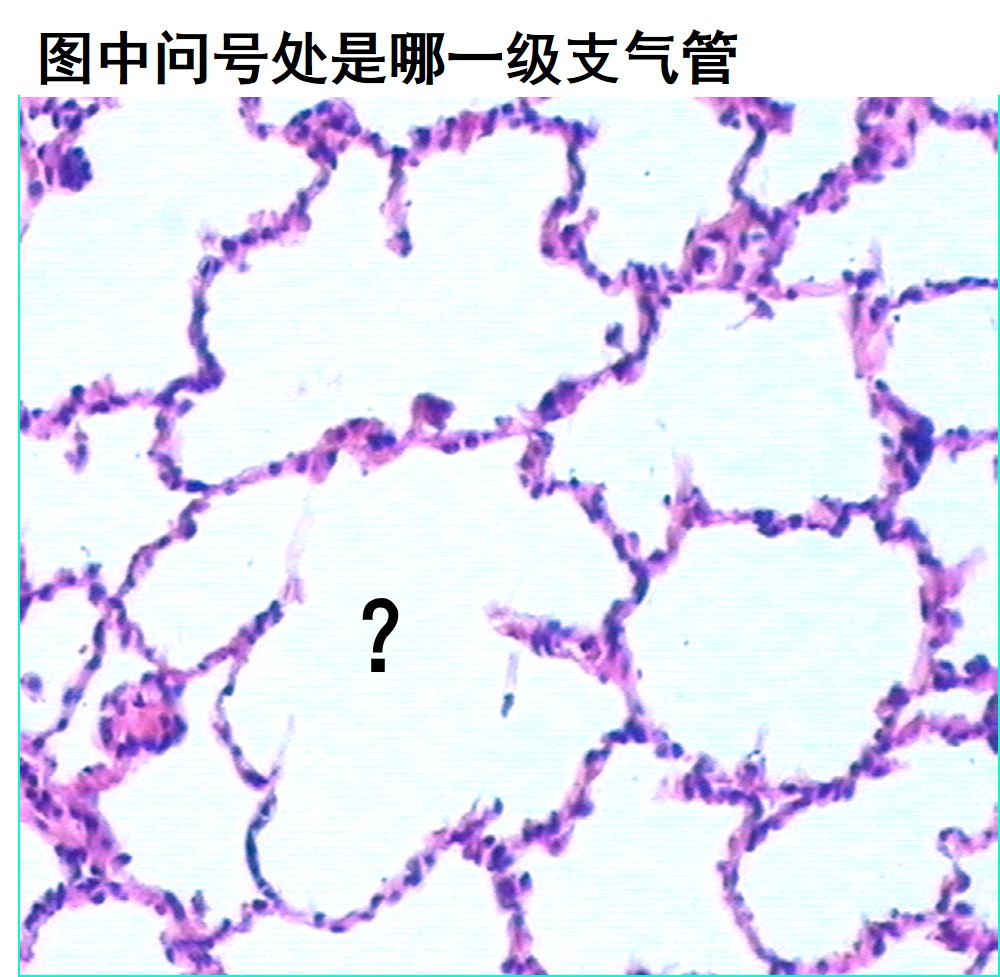 肺泡管 b. 肺泡囊 c. 肺泡 d. 呼吸性细支气管