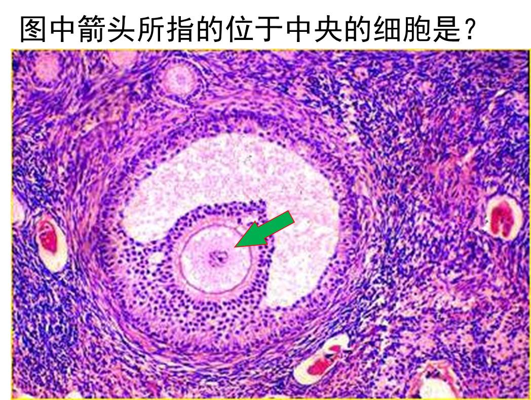 初级卵母细胞3.jpg