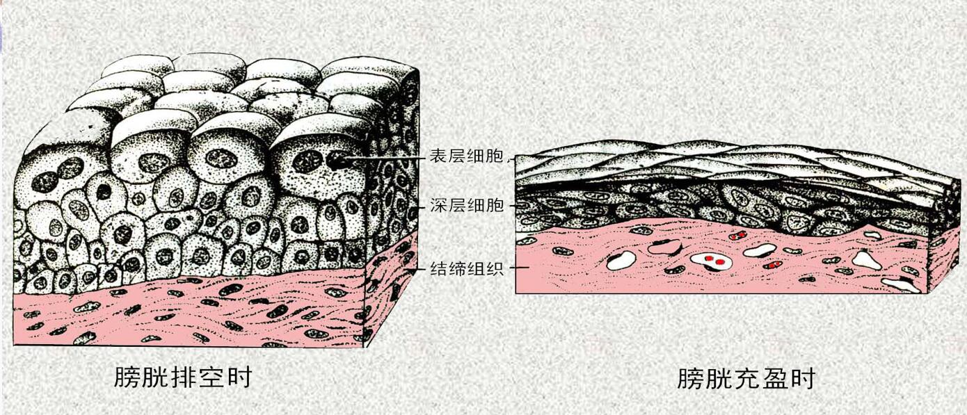 复层扁平上皮 c. 复层立方 d. 变移上皮