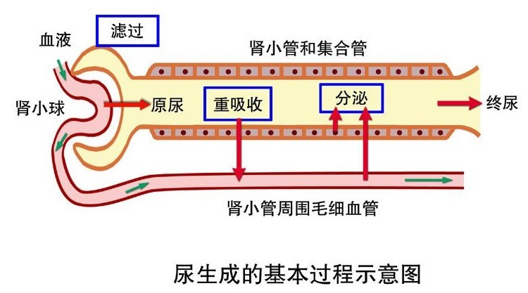 尿的生成与排出