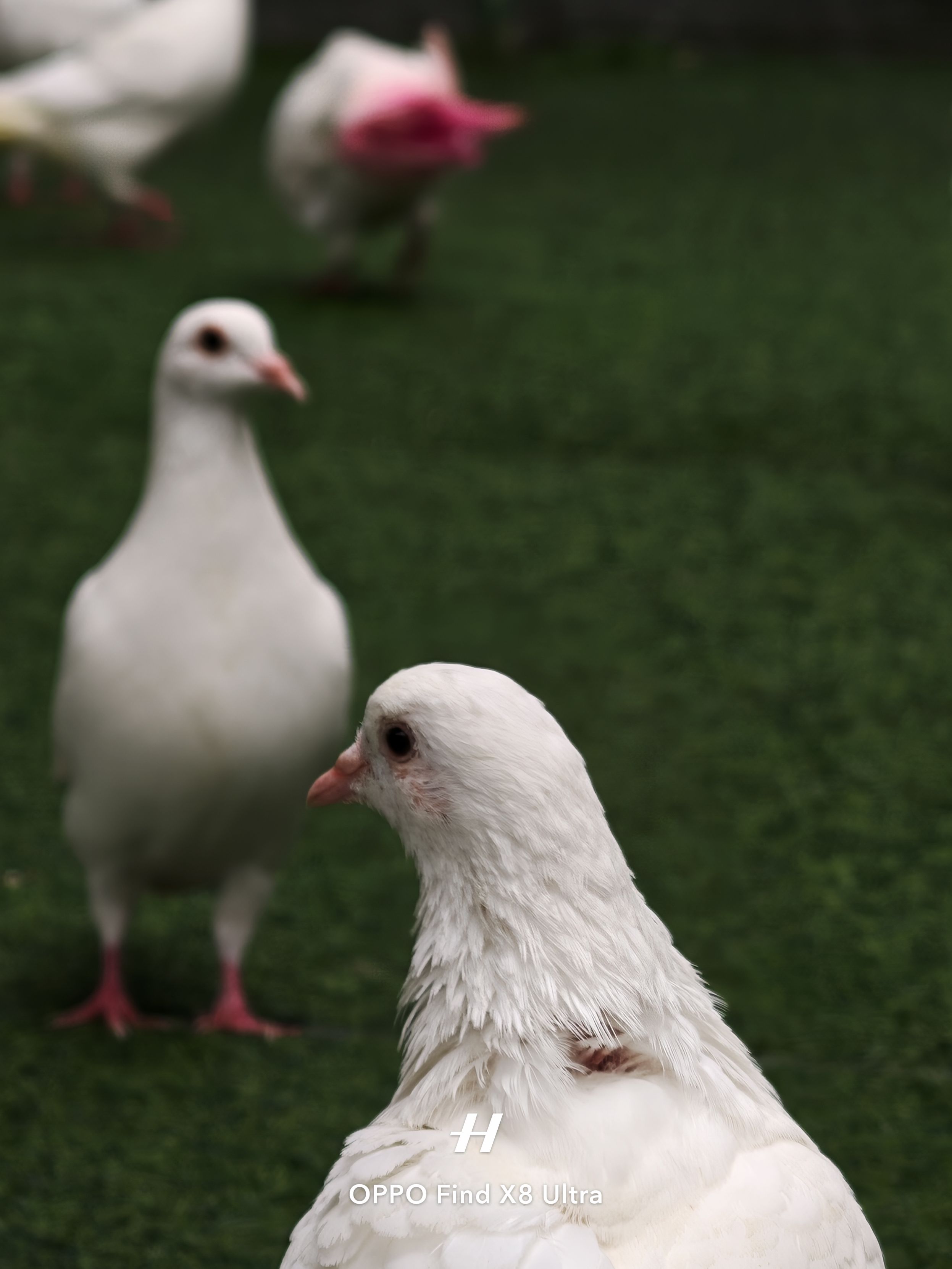 日日是好日 事事是好事-雨亦无枫