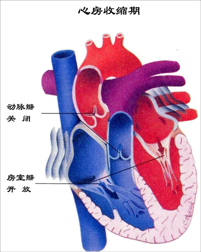 心脏泵血过程记忆图片