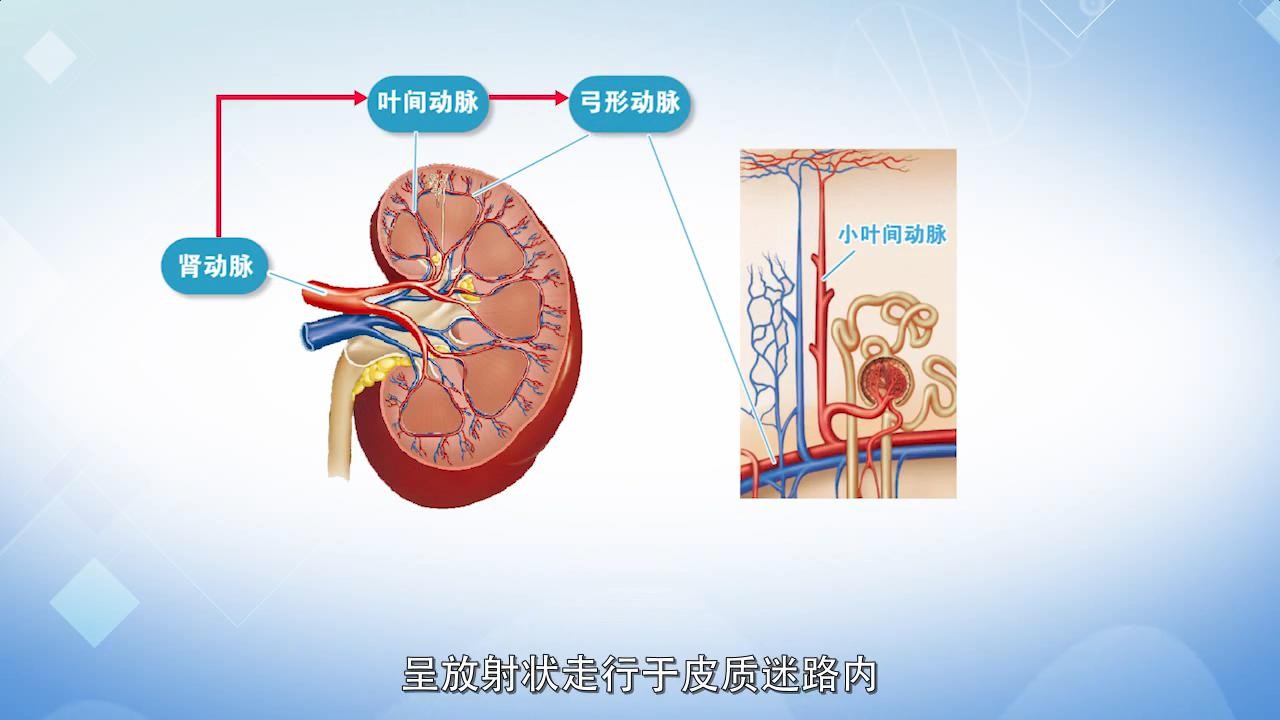 肾脏血液循环示意图图片